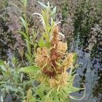 Rumex palustris Květ