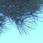 Pinus pinea Folha