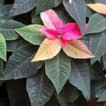 Euphorbia pulcherrima Leaf