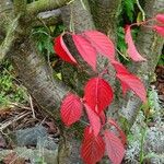 Prunus sargentii Bark