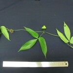 Dalechampia scandens Otro