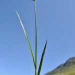 Carex hispida Egyéb