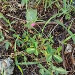 Desmodium tortuosum Blatt