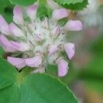 Trifolium tomentosum Квітка