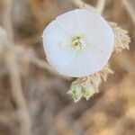 Convolvulus oxyphyllus