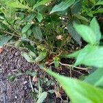 Diervilla sessilifolia Ďalší