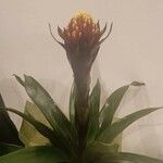 Guzmania monostachia 花