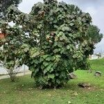 Dombeya wallichii ശീലം