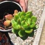 Sempervivum grandiflorum Hoja