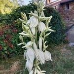 Yucca filamentosa Flower