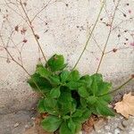 Talinum paniculatum Leaf