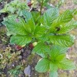 Scopolia carniolica Leaf