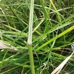 Carex nigra Leaf