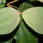 Miconia bubalina Leaf