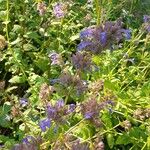 Nepeta grandiflora Blodyn