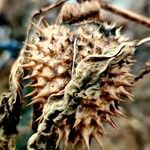 Datura ferox Frukt