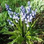 Hyacinthoides hispanica花