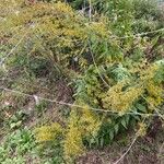 Solidago odora Λουλούδι