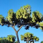 Pinus pinea Blatt