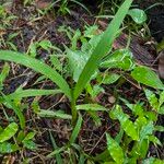 Paspalum conjugatum Leaf