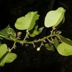 Serjania membranacea Цвят
