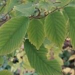 Zelkova carpinifolia برگ