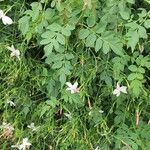 Jasminum grandiflorum Habit