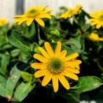 Sanvitalia procumbens Likasa
