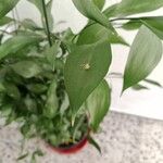Ruscus hypophyllum Leaf