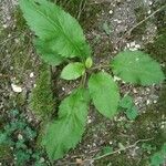 Solidago flexicaulis ഇല