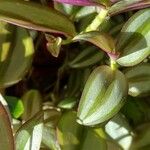 Tradescantia cerinthoides Leaf