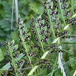 Polystichum plicatum Fruto