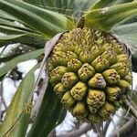 Pandanus tectoriusFruit