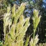 Andropogon bicornis Leaf