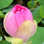 Nelumbo nucifera Blüte