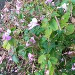 Impatiens balfourii Kvet