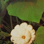 Cucurbita pepo Fruto