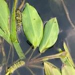 Potamogeton nodosus Leaf