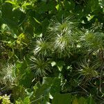 Clematis ligusticifolia Хабит