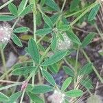 Trifolium arvense Feuille