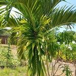 Areca catechu पत्ता