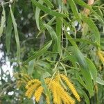 Acacia auriculiformis Blomma