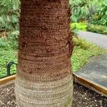 Washingtonia filifera چھال