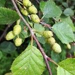 Alnus alnobetula Owoc