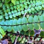 Asplenium trichomanes Φύλλο