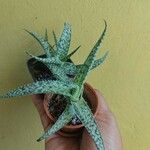 Aloe rauhii 葉