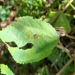 Triumfetta semitriloba Hoja