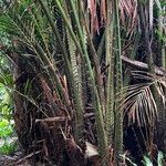 Metroxylon vitiense Habit