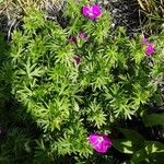 Geranium sanguineum Συνήθη χαρακτηριστικά