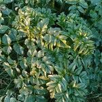 Angelica pachycarpa Leaf